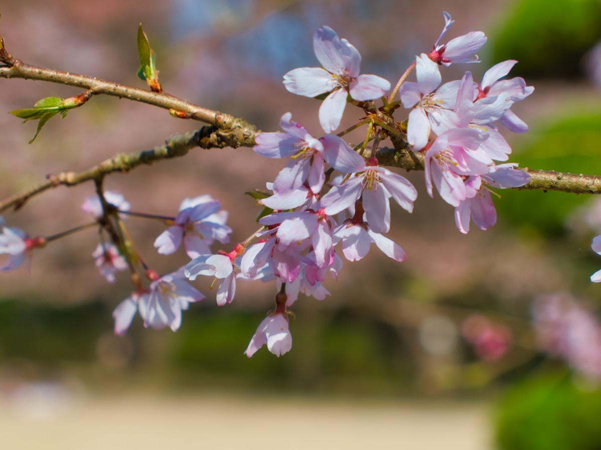 パブリネット 桑山公園