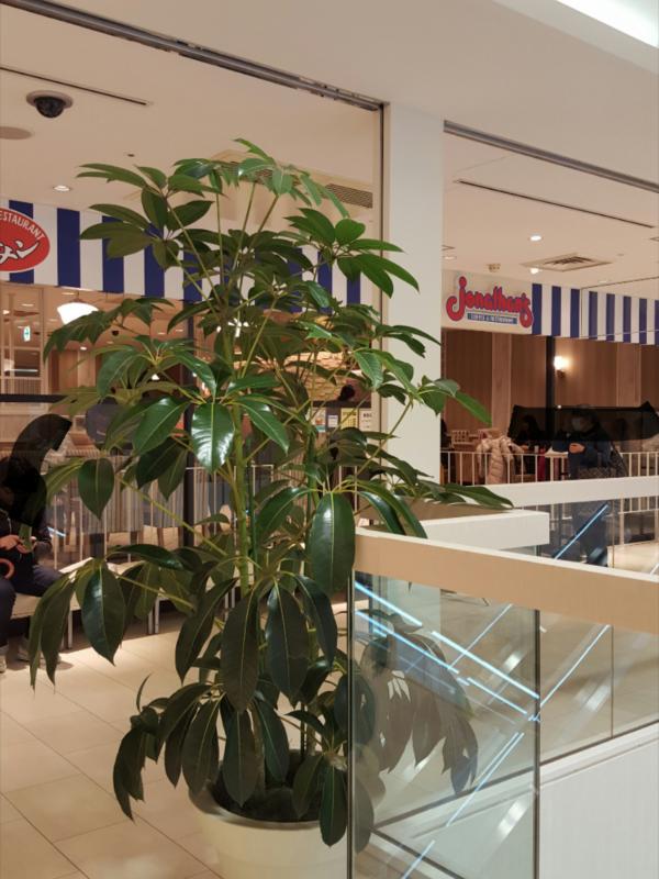 クックドア スターバックスコーヒー アトレ川崎店 川崎市川崎区 周辺施設口コミ 写真 動画