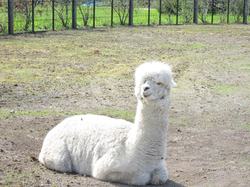 パブリネット えこりん村 恵庭市 の投稿写真一覧