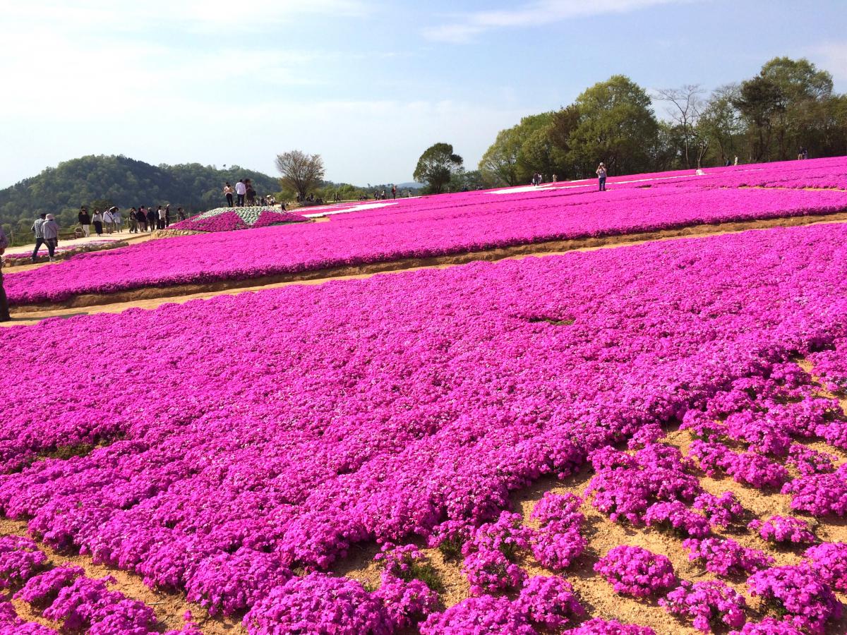旅探 たびたん ｆｌｏｗｅｒ ｖｉｌｌａｇｅ 花夢の里 世羅郡世羅町上津田