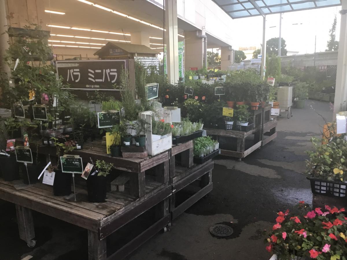 マーケットピア ホームセンターコーナン 府中四谷店