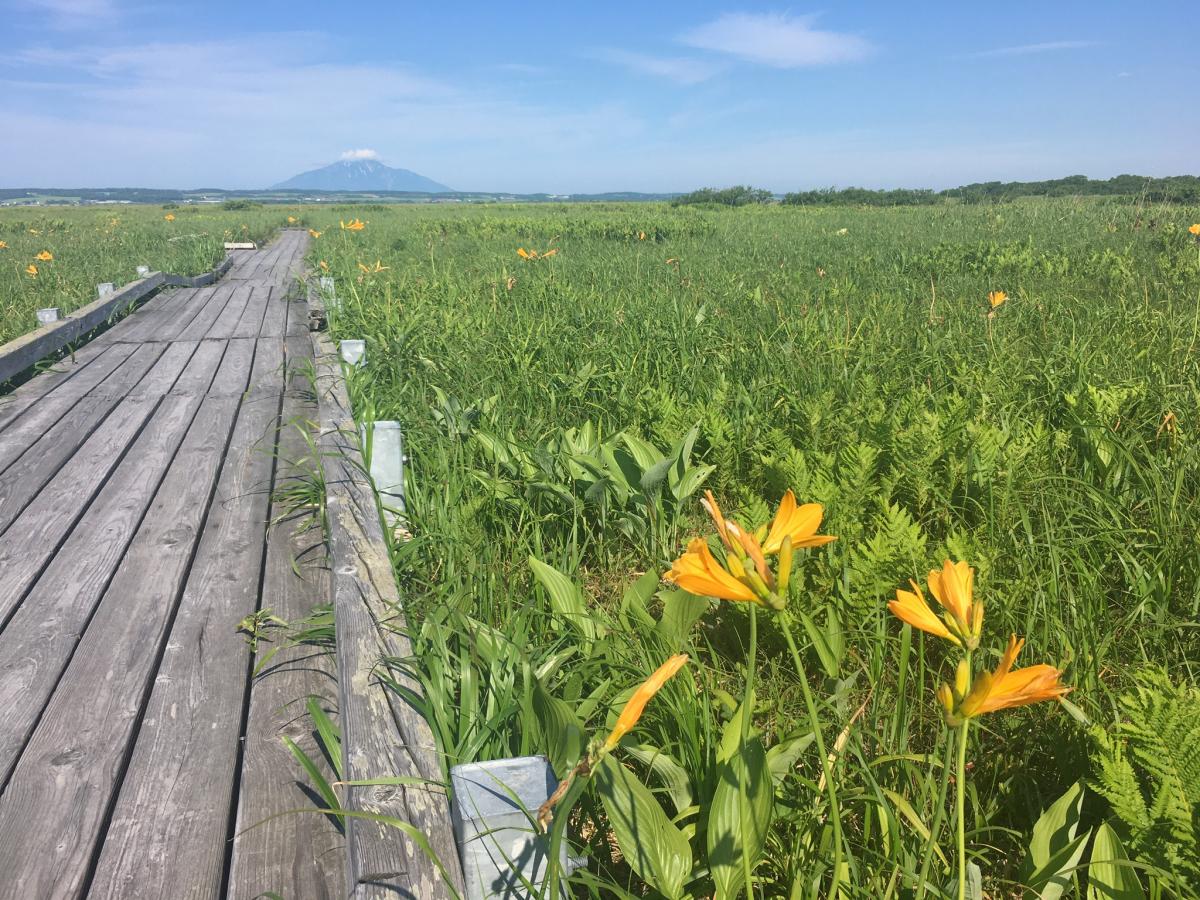 旅探 たびたん サロベツ原生花園