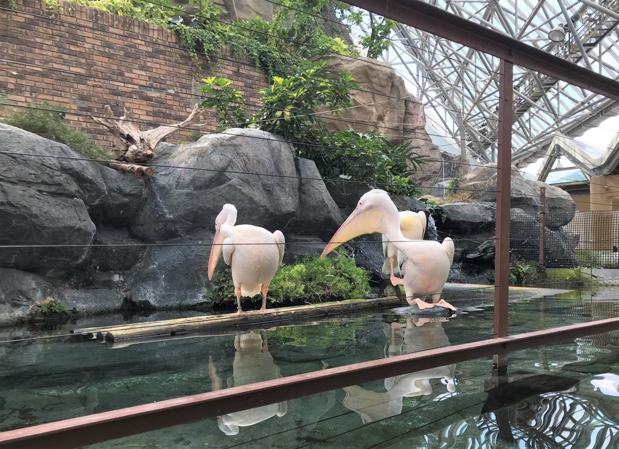 旅探 たびたん 横浜 八景島シーパラダイス 横浜市金沢区八景島
