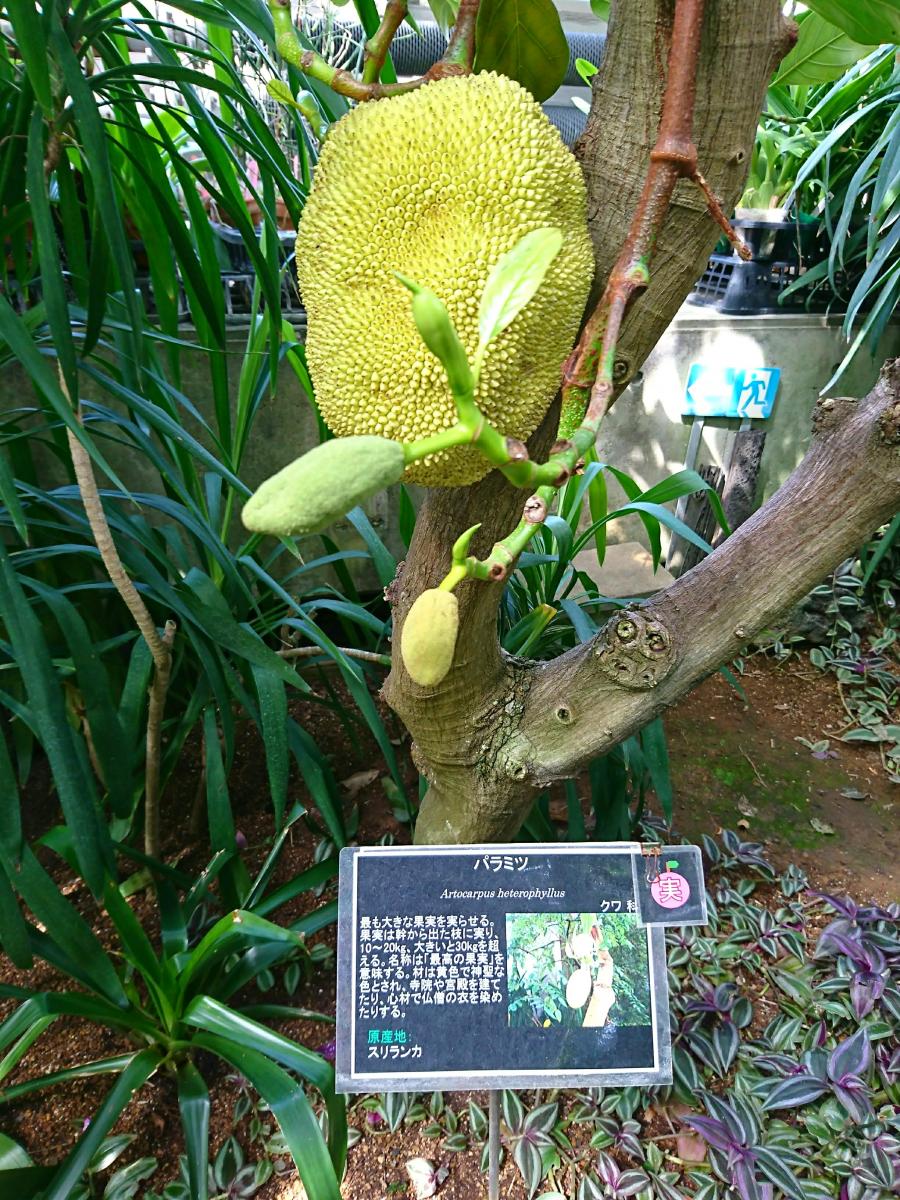 板橋 熱帯 植物園