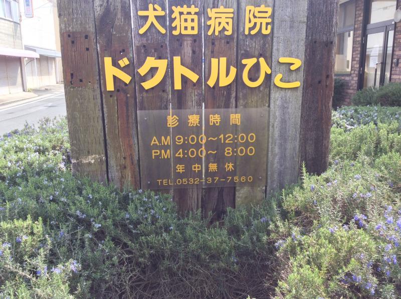 ドッグメディカル ドクトルひこ 豊橋市 の投稿ユーザーアルバム