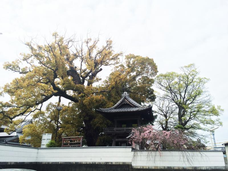 旅探 たびたん 西光寺 磐田市一番町