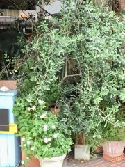 クックドア ひるねこ食堂 福岡県