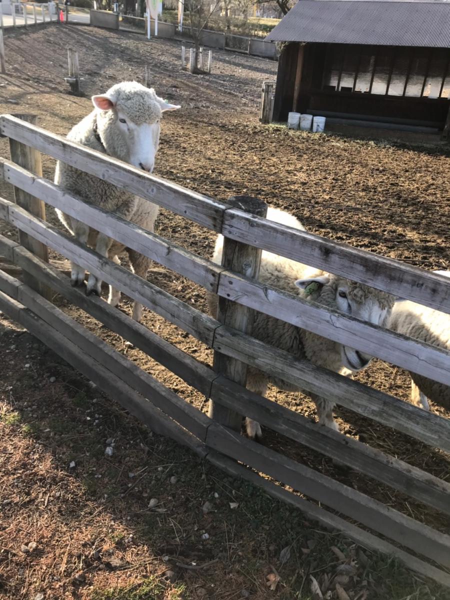 旅探 たびたん 伊香保グリーン牧場