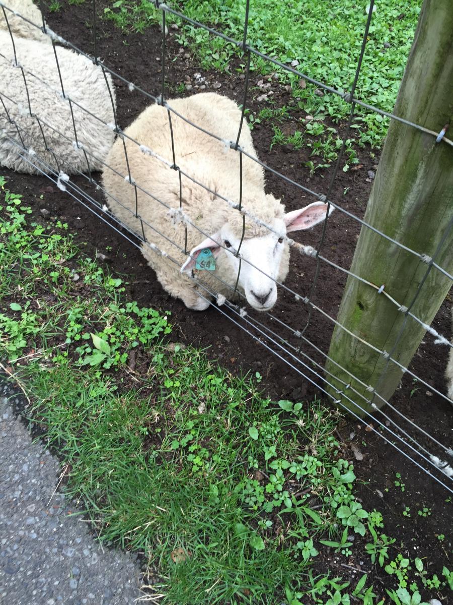 旅探 たびたん 伊香保グリーン牧場