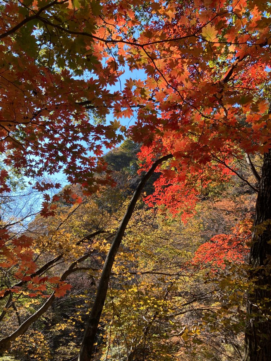 旅探 たびたん 吾妻渓谷