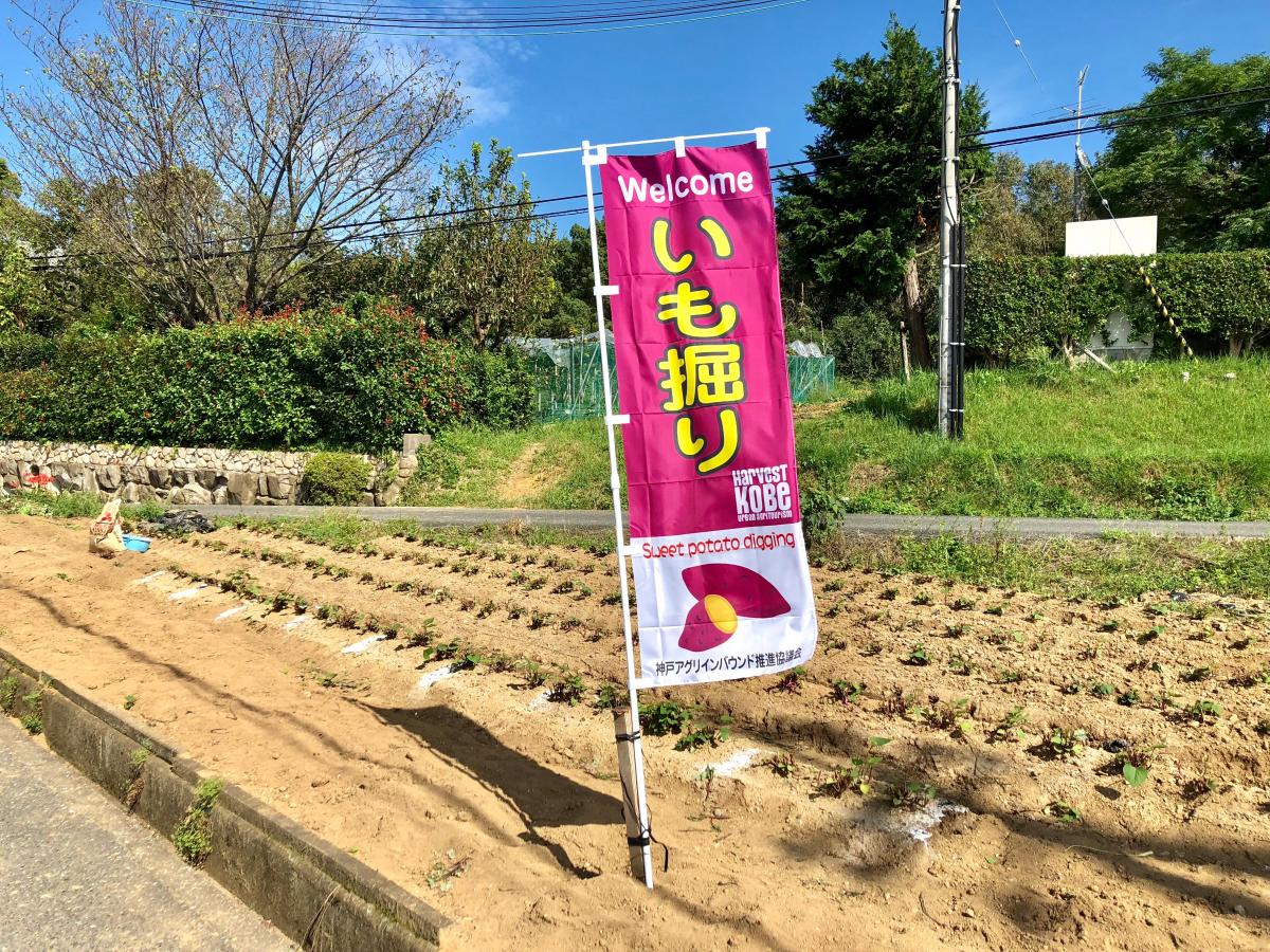 旅探 たびたん 老ノ口いも掘り園