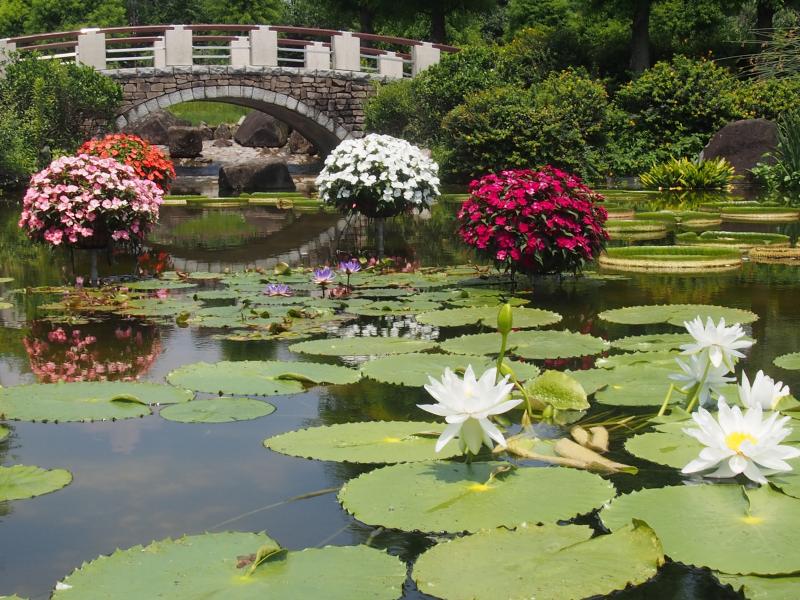 旅探 たびたん 草津市立水生植物公園みずの森 旅探 たびたん 草津市立水生植物公園みずの森