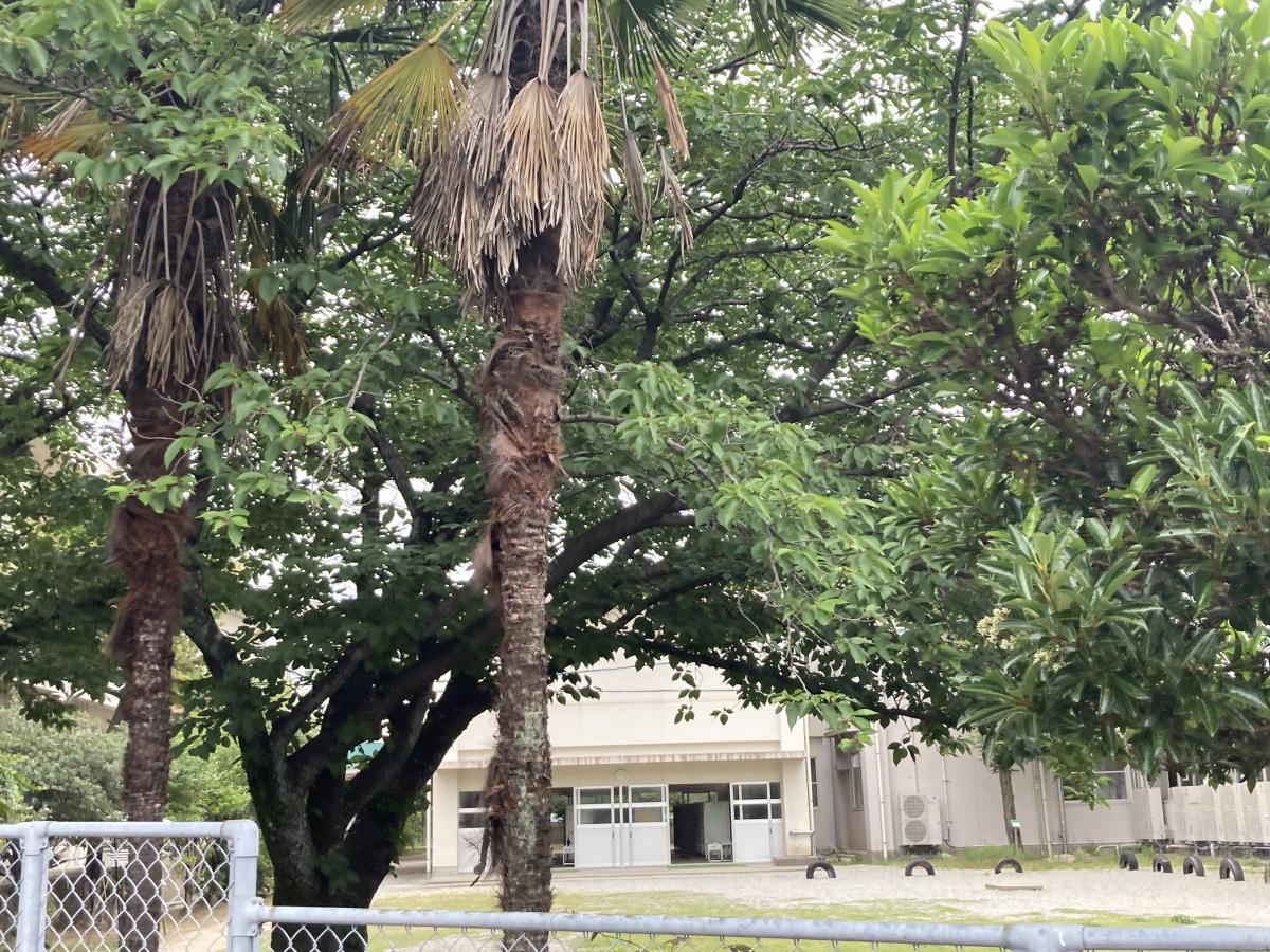 スタディピア 最近投稿された口コミ 6ページ