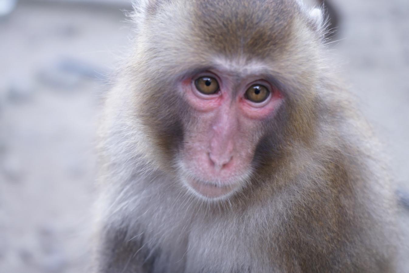 旅探 たびたん 国立公園高崎山自然動物園 大分市 の投稿写真一覧 1ページ