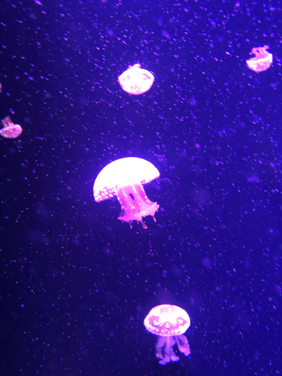 旅探 たびたん マリンワールド海の中道