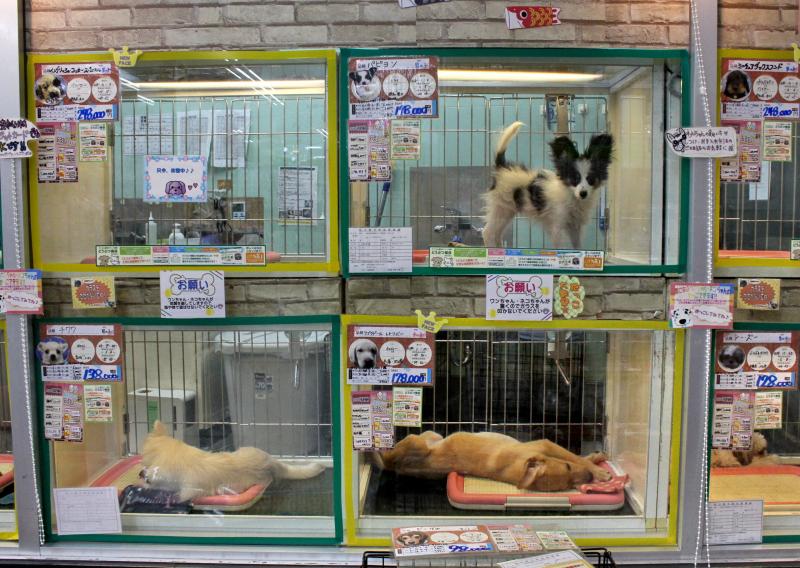 スタディピア 大阪警察病院看護専門学校 大阪市阿倍野区 周辺施設 口コミ 写真 動画