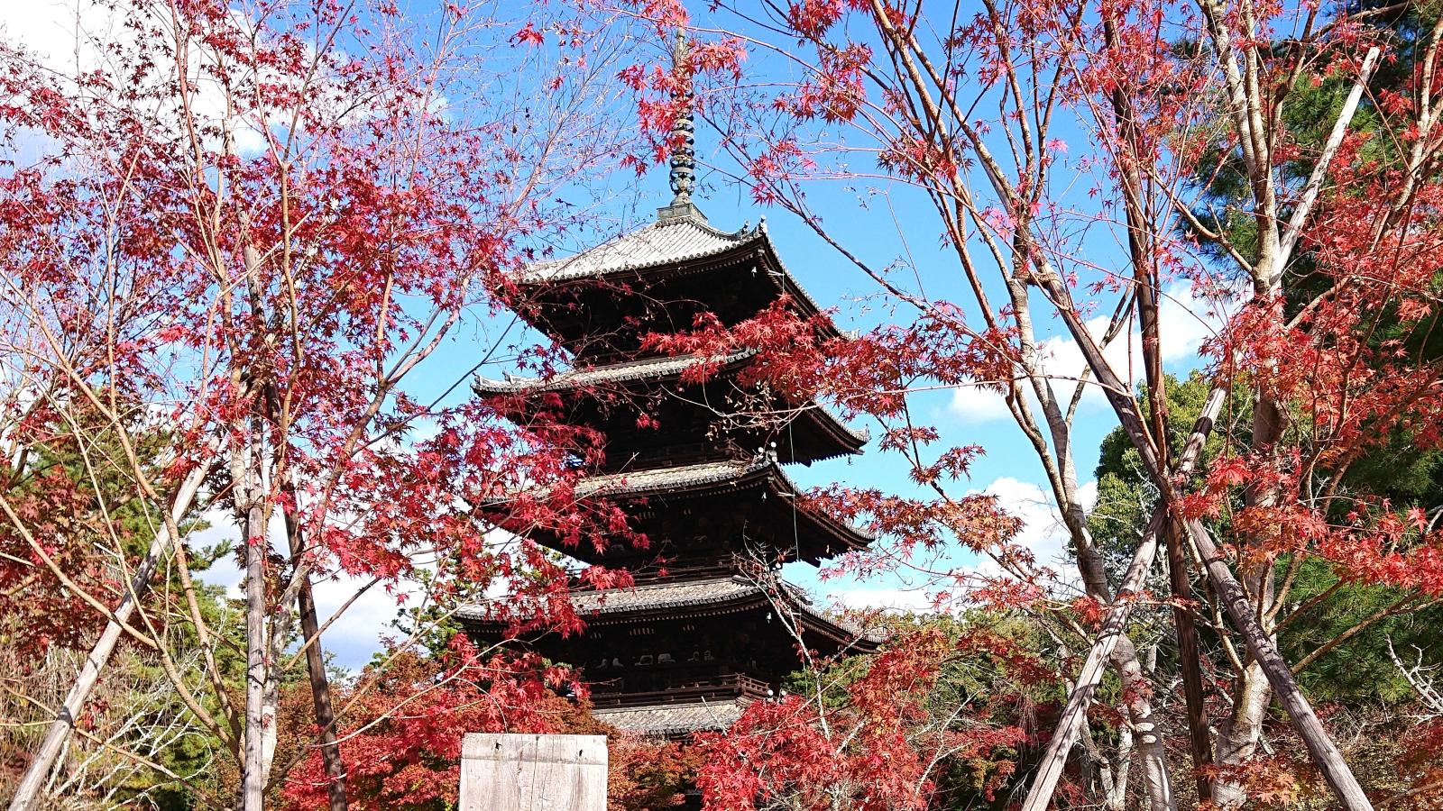 旅探 たびたん 仁和寺