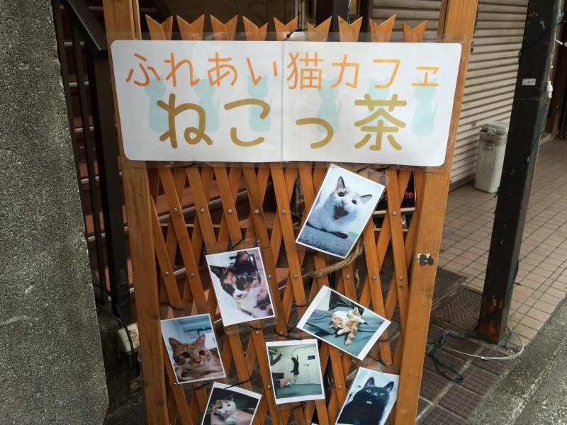 クックドア ねこっ茶
