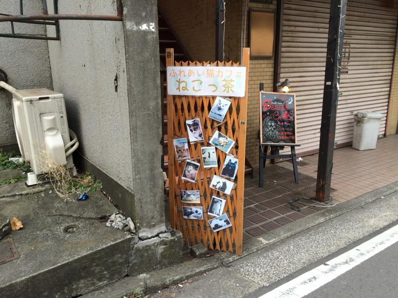 クックドア ねこっ茶