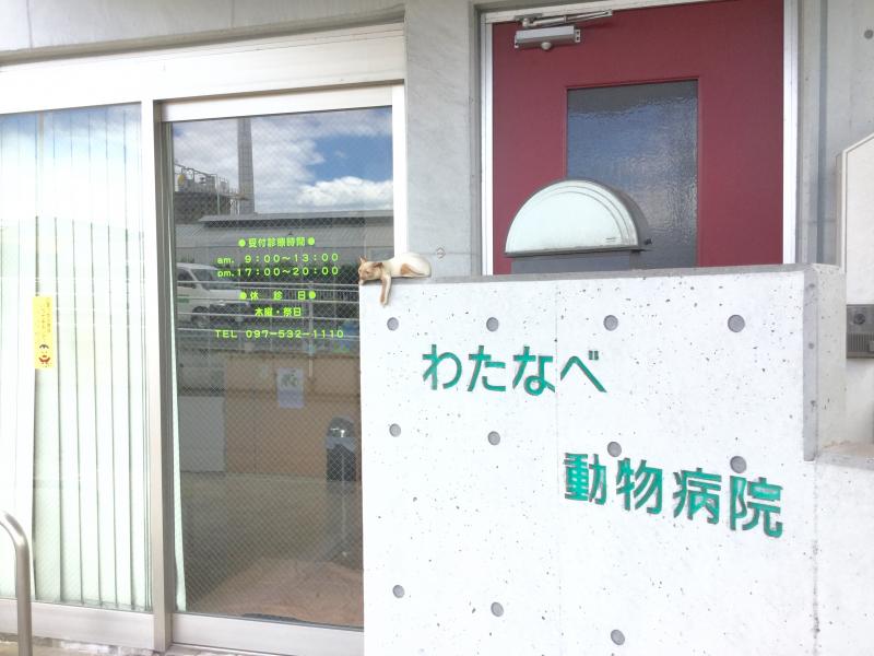 ドッグメディカル わたなべ動物病院 大分市錦町