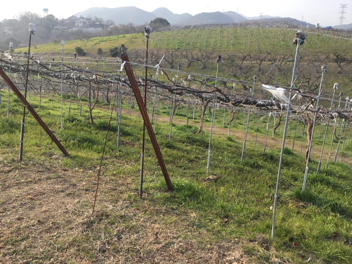 旅探 たびたん みとろ観光果樹園