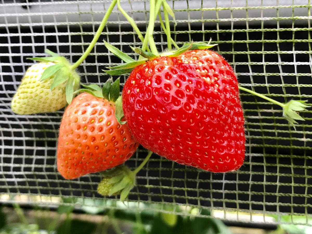 旅探 たびたん いちごの品種が豊富 福岡市からも近い らいおん果実園 朝倉郡筑前町 のお気に入りコメント 口コミ