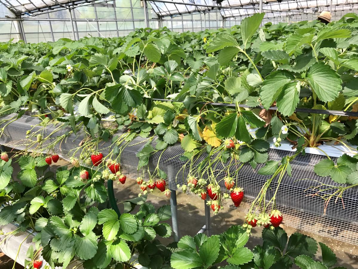 旅探 たびたん らいおん果実園