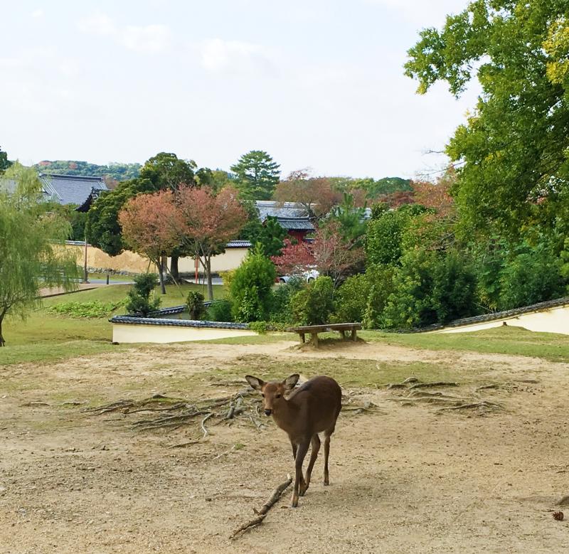 奈良公園