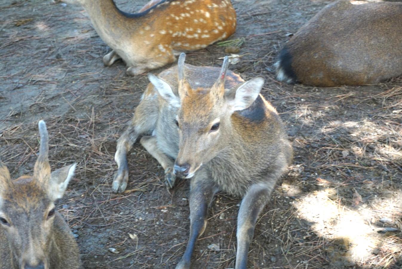 旅探 たびたん 口コミ 奈良公園 2ページ