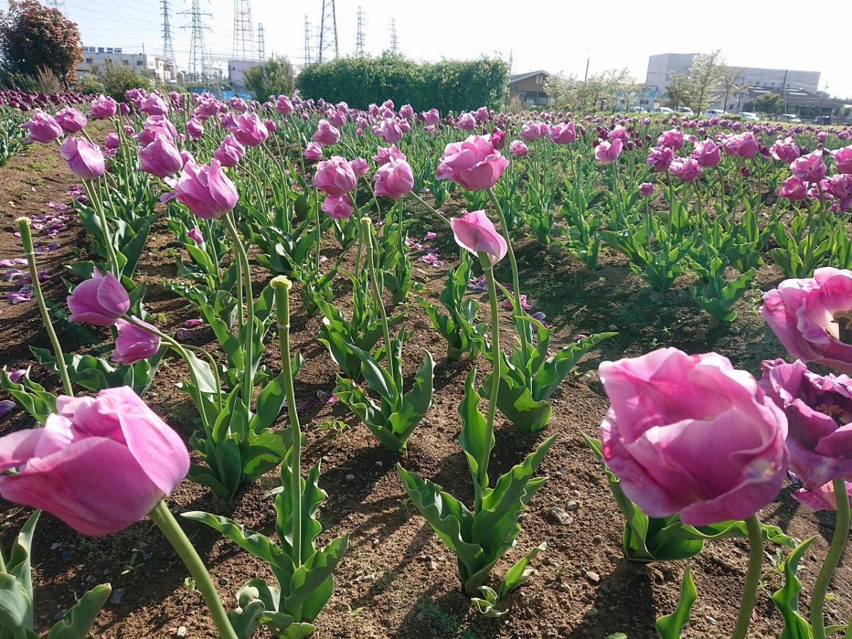旅探 たびたん 花のオアシス