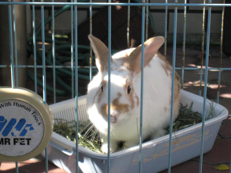 ドッグメディカル うさぎを診てもらうなら さかいさんへ さかい動物病院 名古屋市北区 のお気に入りコメント 口コミ