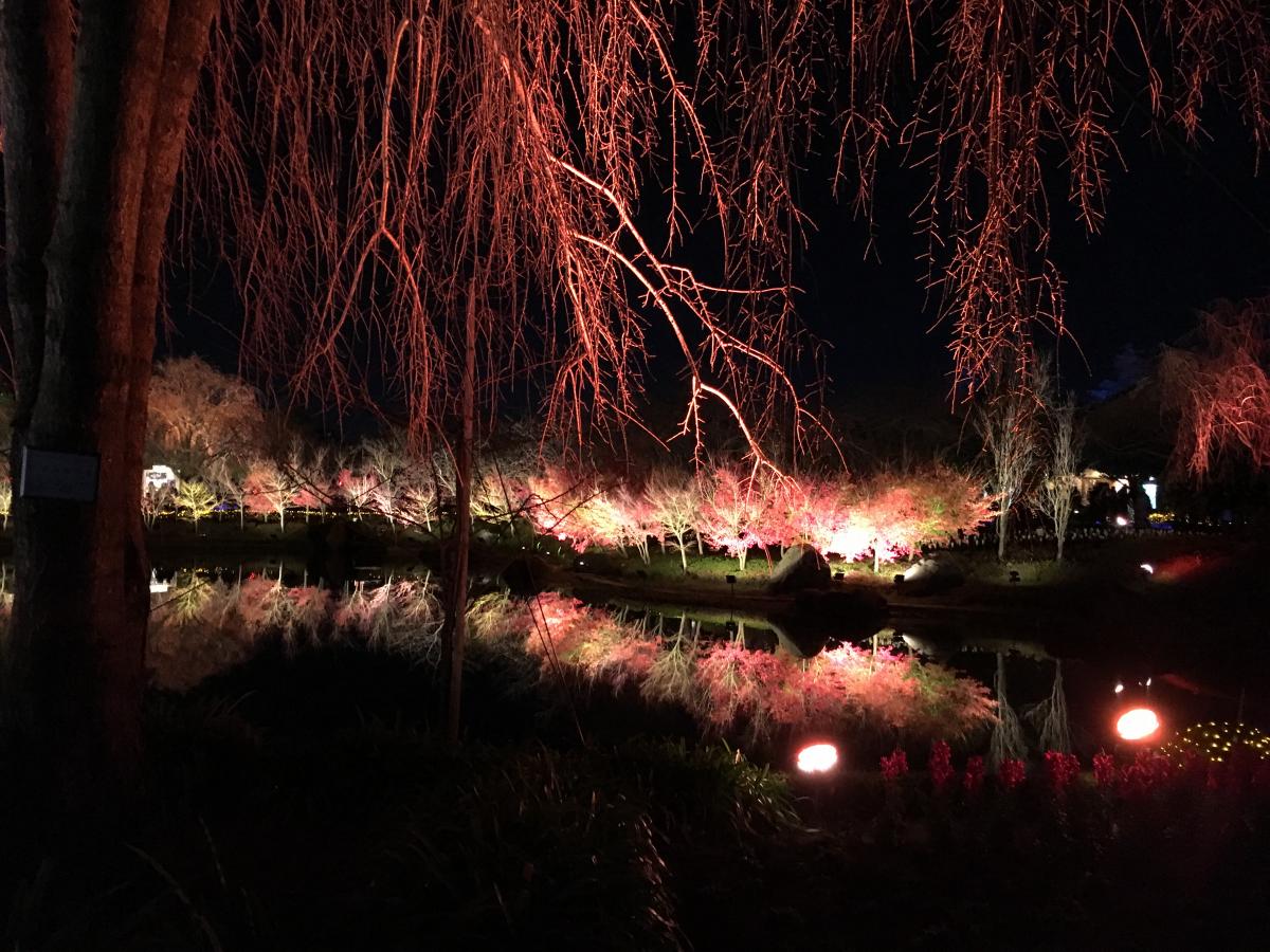 旅探 たびたん なばなの里のコメント一覧 1ページ