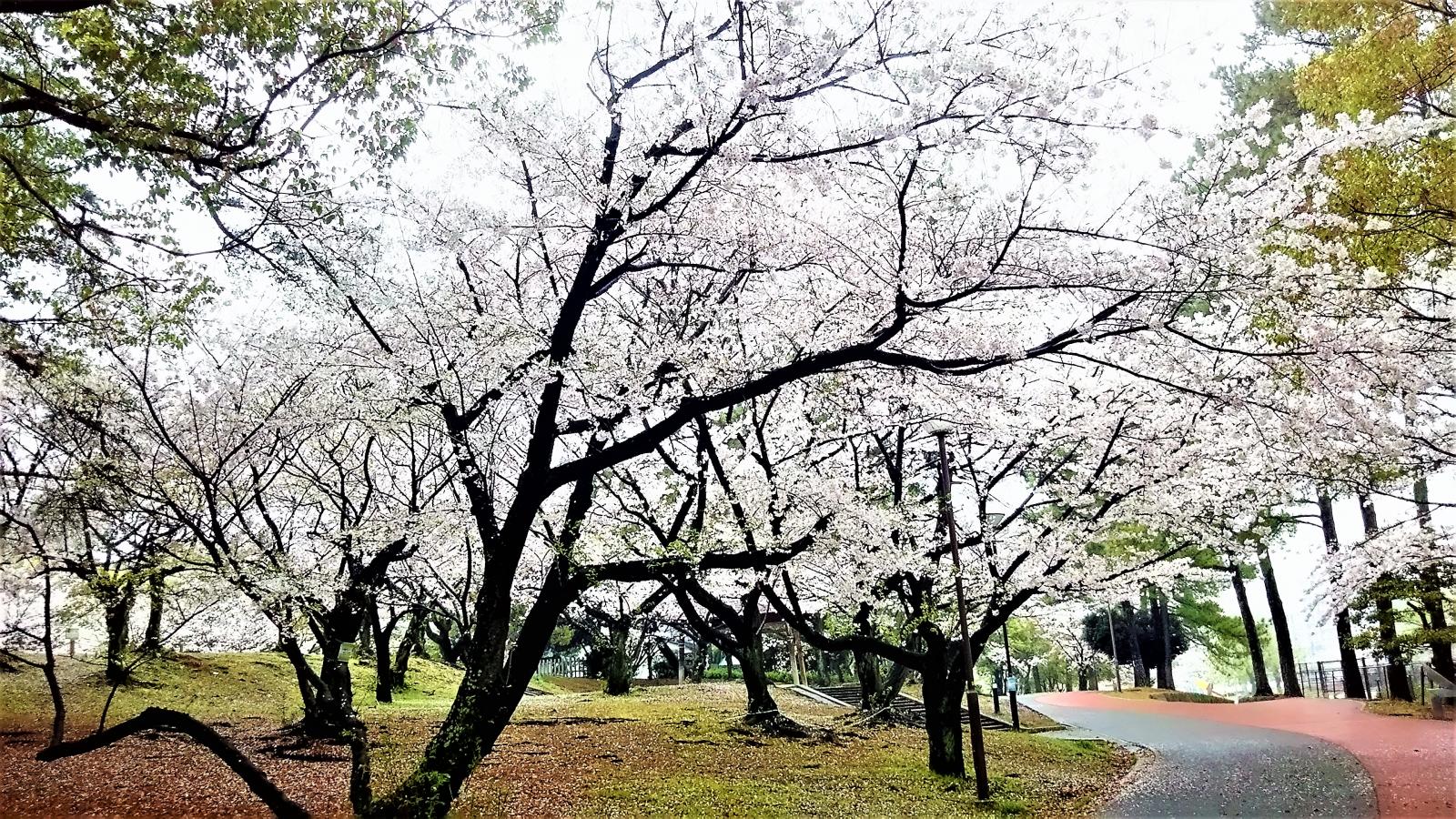 パブリネット 山王公園 福岡市博多区