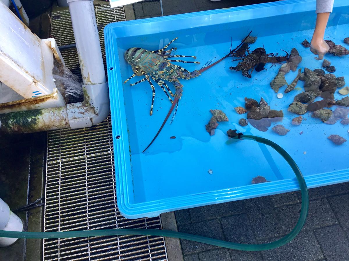 クックドア かまえ インターパーク 海べの市 大分県