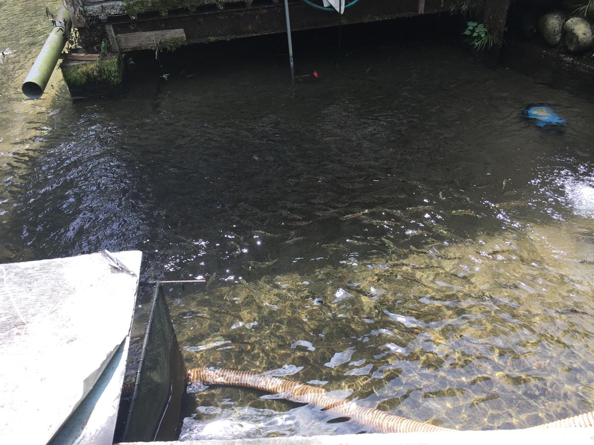 旅探 たびたん 釜ヶ滝 郡上市美並町上田