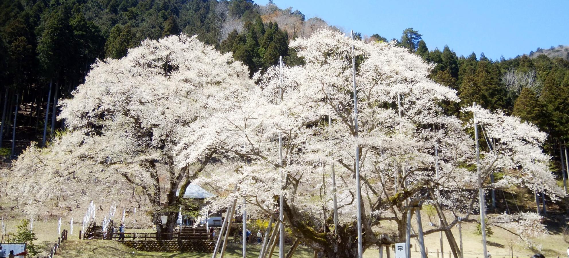 パブリネット】淡墨公園(本巣市根尾板所)