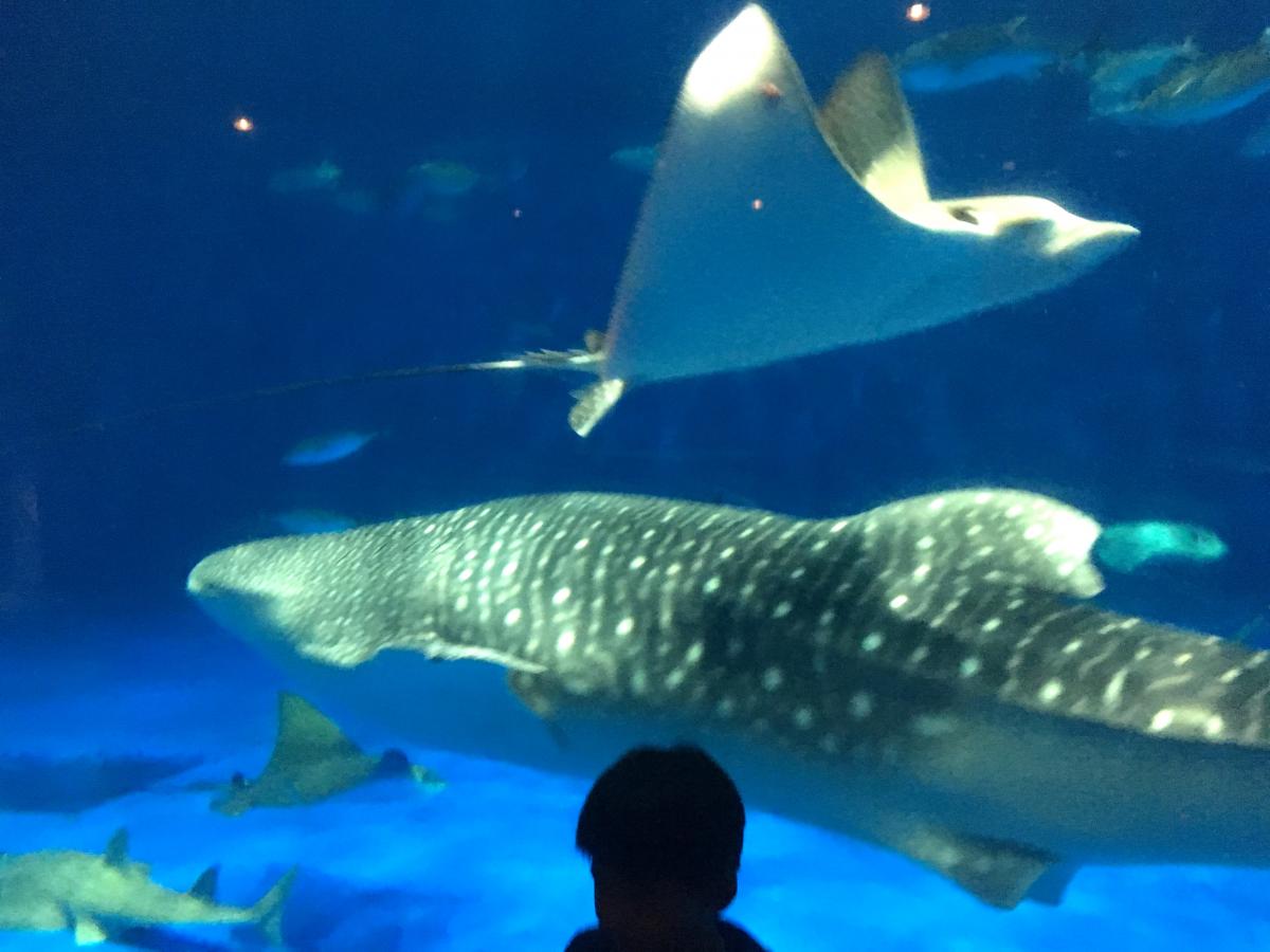 旅探(たびたん)】いおワールドかごしま水族館(鹿児島市)の投稿写真