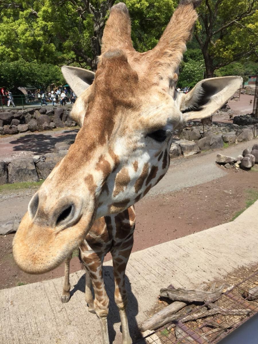 旅探 たびたん 写真 伊豆アニマルキングダム 2ページ