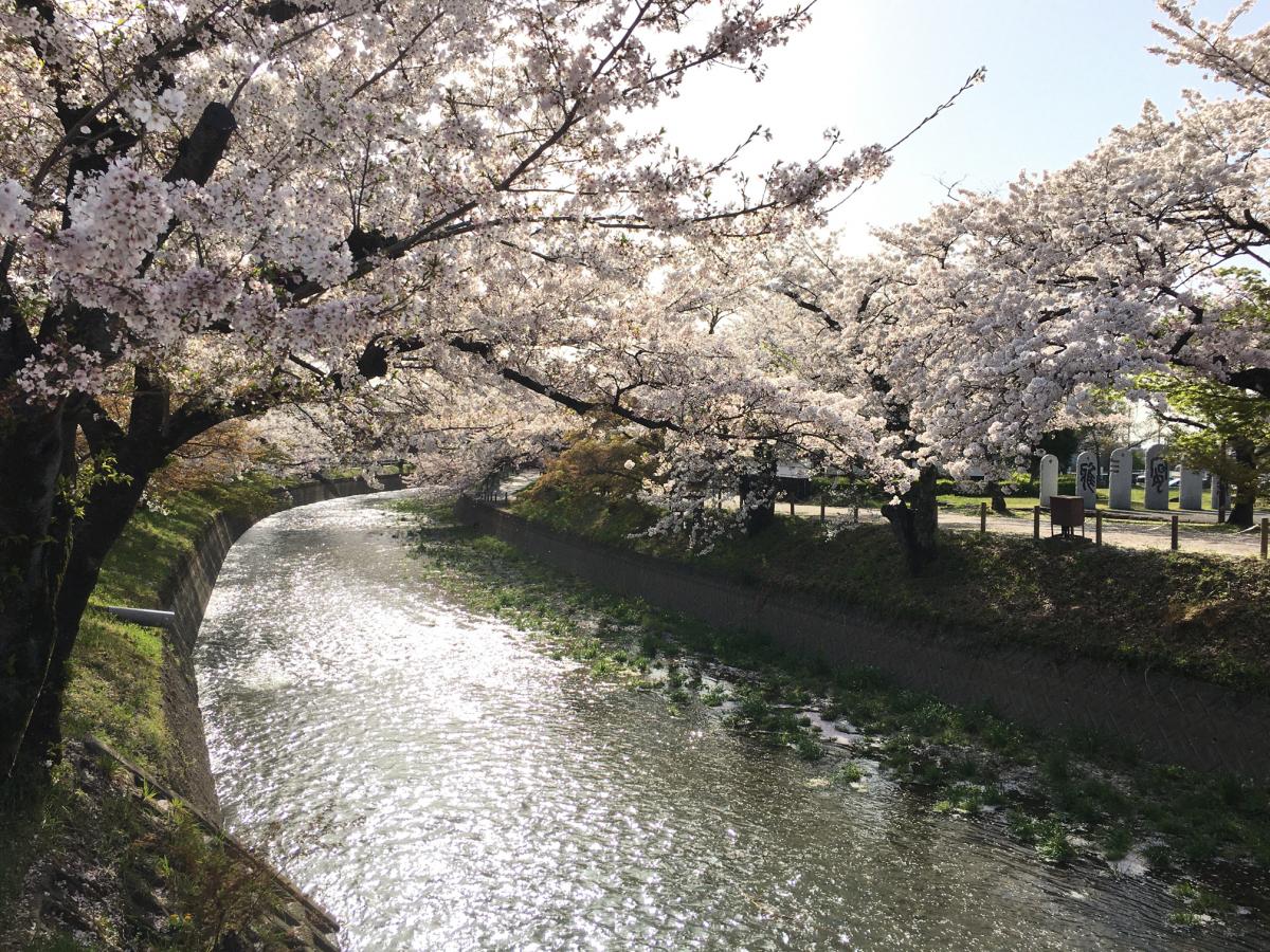 堀尾跡公園の桜