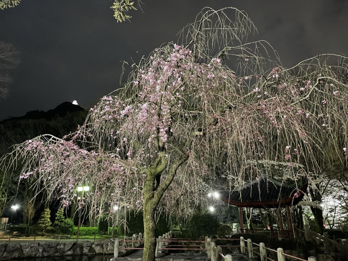 夜桜です。