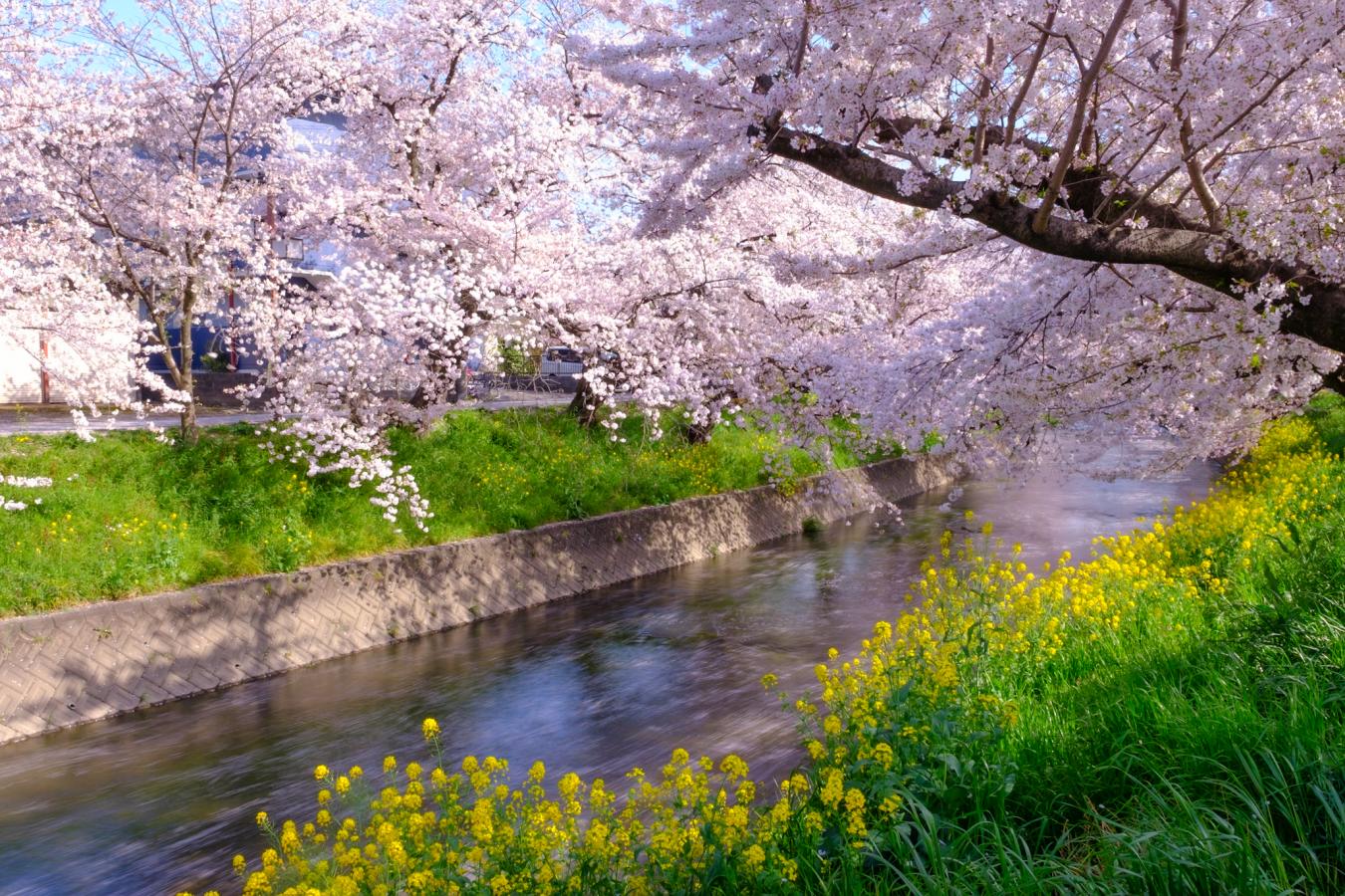 五条川の桜並木